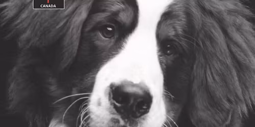 Canine first aid and cpr