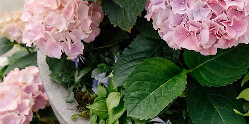 Free Garden Talk - Hydrangeas