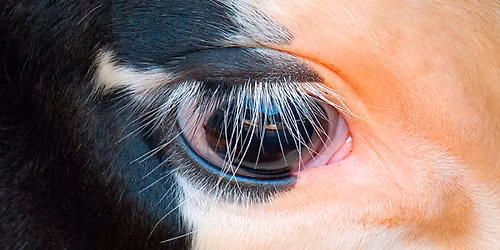 Wroc\u0142aw: Chamstwo