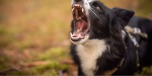 EDYCJA LISTOPADOWA Tajemnice psiej komunikacji z Ann\u0105 W\u0119glarczyk