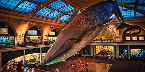 Museum Of Natural History Scavenger Hunt
