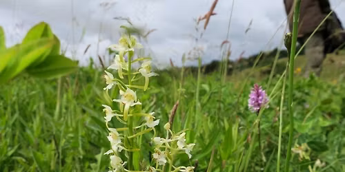 Orkid\u00e9tur til Hundev\u00e6ng Overdrev