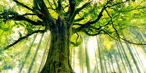 Constellations Familiales \u00e0 Oberbronn en Alsace