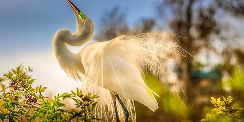 Florida Bird Photo Workshop