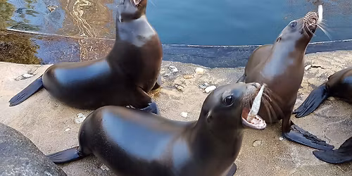 Auf den Spuren tierischer Feinschmecker