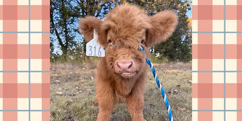 Painting with Mini Cow