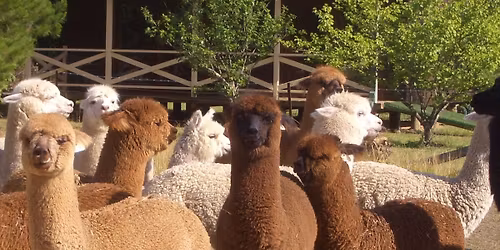 Alpaca Shearing day\/week