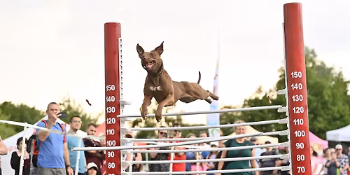 10. Ps\u00ed den s Prahou 13