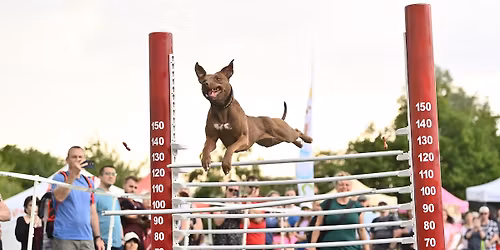 10. Ps\u00ed den s Prahou 13