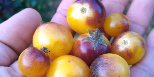 F\u00eate des Plantes de Arnac Pompadour (19)