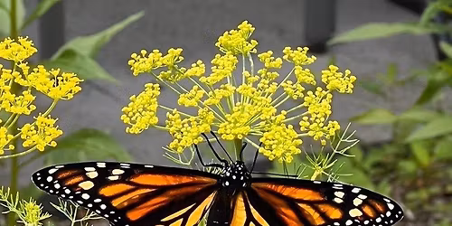 Butterfly Gardening in Okaloosa County, Florida