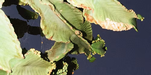 ArtScience Encounters: Stridulations \u2014 Robert Schwarz Live