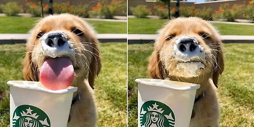 SIT, STAY, SIP-Adoption & Social at Starbucks-Johns Creek