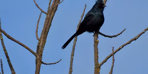 Search for the Silky Flycatcher