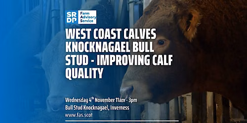 West Coast Calves Knocknagael Bull Stud - Improving Calf Quality