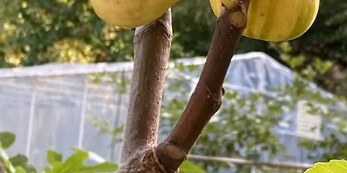 Spring Fig Tree Sale with The Plantsman\u2019s Nursery