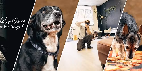 Senior Dog Portraits and Private Social Hour