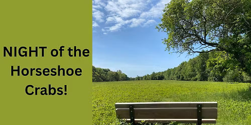 NIGHT of the Horseshoe Crabs!