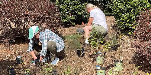 Pollinator Habitat Planting