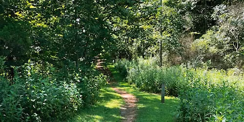 Guided Walk:  Late Summer Season  at Ivy Creek