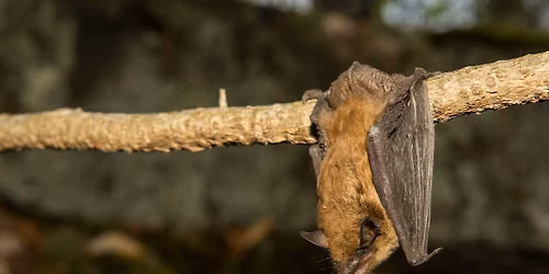 Teen Bat Crawl