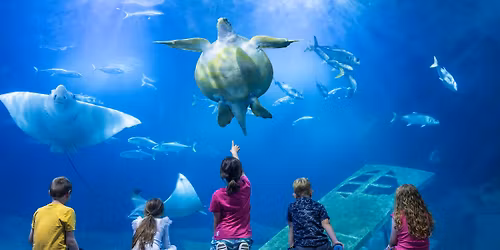 Sleeping with Sharks at the Aquarium