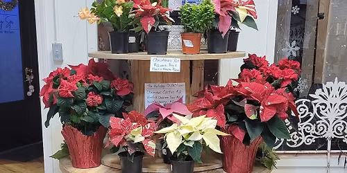 Small business Saturday Plant Pop Up \ud83c\udf3f 