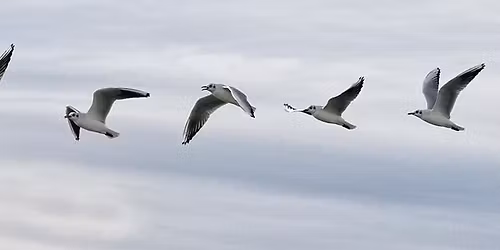 Ruch do Kon\/taktu \u2013 SOMATYCZNA SEKWENCJA DO\u015aWIADCZENIA W TERAPII GESTALT.