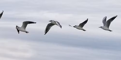 Ruch do Kon\/taktu \u2013 SOMATYCZNA SEKWENCJA DO\u015aWIADCZENIA W TERAPII GESTALT.