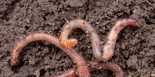 Wiggly Worm & Caterpillar Day at the Koobs Nature Area