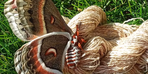 Wonderful Wild Silks at the Illinois Fiber Festival 2026