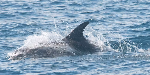 North Sea pelagic cruise
