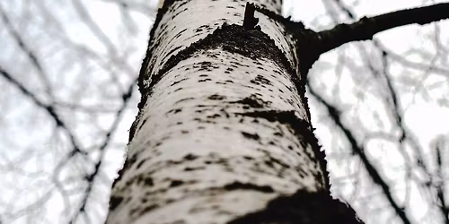 Initiation \u00e0 la S\u00e8ve de Bouleau