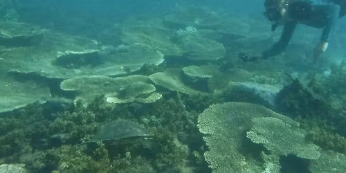 Spark Cart - Reefs Revealed