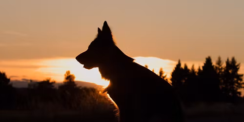 Tr\u00e9nink noseworku na Fry\u0161av\u011b s Pe\u0165ou Pek\u00e1rkovou