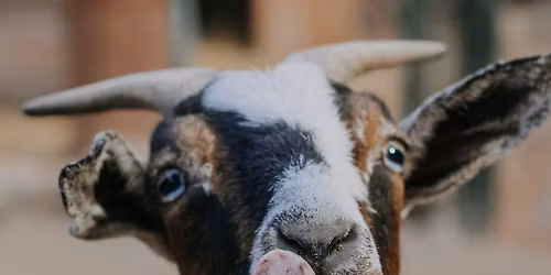  It’s Petting Zoo Play Time!