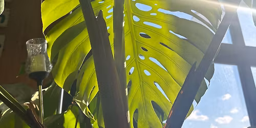 Focus on a Flower: Painting Houseplants with Acrylics 