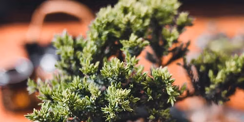 Bonsai Basics Class
