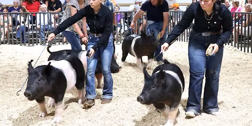 Nicollet County 4-H Swine Show