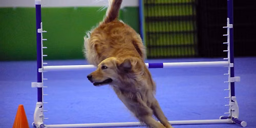 AKC Tricks Novice\/Adv