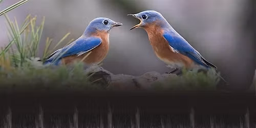 Bioacoustics: From Field to Findings