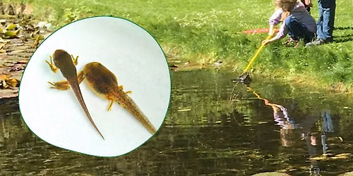 Wild Garden Adventures: Pond Dipping