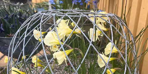 Whitstable Open Gardens for the NGS