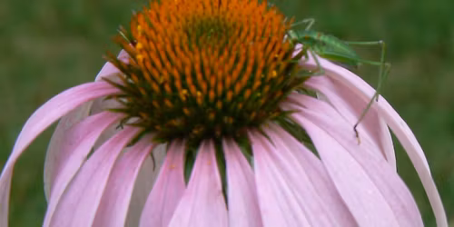 Homeschool Entomology - Elementary Level