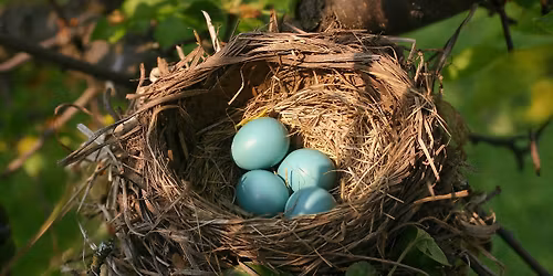 Homeschool Science Series: Birds - Migration, Feathers, Nests, & Eggs AGES 5-8yrs