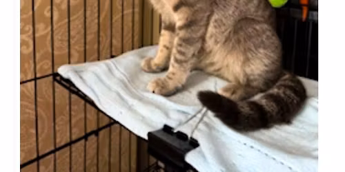 Cat & Kitten Adoption Event