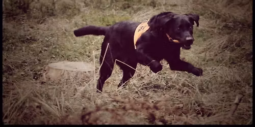 S\u00f6kt\u00e4vling l\u00e4gre, h\u00f6gre & elitklass