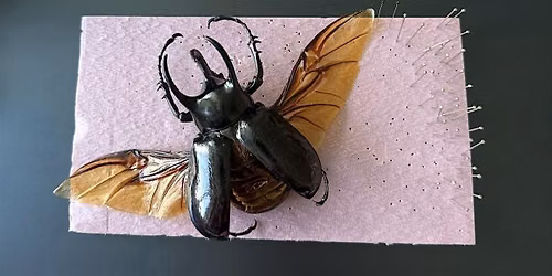 Beetle Pinning Workshop