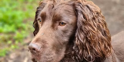 Pet Gundog Foundations - Taster Session