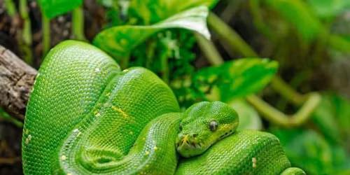 November Springfield Ohio Reptile Expo